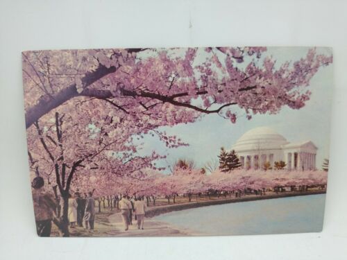 Vintage Cherry Blossom Time Thomas Jefferson Memorial Washington Dc Postcard